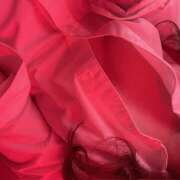 ヒメ日記 2026/01/02 16:53 投稿 りう banana