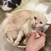 ヒメ日記 2025/10/18 19:51 投稿 芽衣（メイ） アロマ新横浜