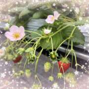 ヒメ日記 2025/03/28 13:16 投稿 ほの 池袋あられ