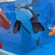 ヒメ日記 2026/05/28 11:39 投稿 ぬぬ 大阪和泉ちゃんこ