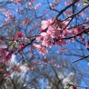 ヒメ日記 2026/03/19 08:08 投稿 優里(ゆうり) PLUS十三店