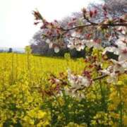 ヒメ日記 2026/04/11 07:46 投稿 優里(ゆうり) PLUS十三店