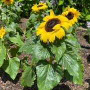 優里(ゆうり) 少しの間、お休みします🌻 PLUS十三店