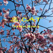 ヒメ日記 2025/04/01 15:00 投稿 涼宮ななみ セクシーキャット 神田店