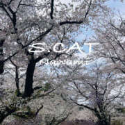 ヒメ日記 2025/04/07 16:00 投稿 涼宮ななみ セクシーキャット 神田店