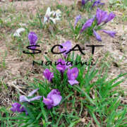 ヒメ日記 2025/04/18 15:00 投稿 涼宮ななみ セクシーキャット 神田店