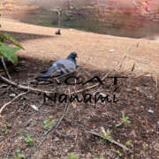 ヒメ日記 2025/04/28 09:00 投稿 涼宮ななみ セクシーキャット 神田店