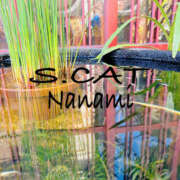 ヒメ日記 2025/05/07 15:00 投稿 涼宮ななみ セクシーキャット 神田店