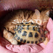 ヒメ日記 2025/06/26 15:00 投稿 涼宮ななみ セクシーキャット 神田店