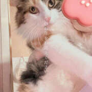 ヒメ日記 2025/12/29 15:00 投稿 涼宮ななみ セクシーキャット 神田店