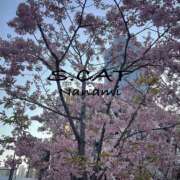 ヒメ日記 2026/03/02 12:00 投稿 涼宮ななみ セクシーキャット 神田店