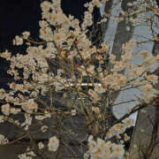 ヒメ日記 2026/02/28 19:35 投稿 こう 奥鉄オクテツ東京店（デリヘル市場）