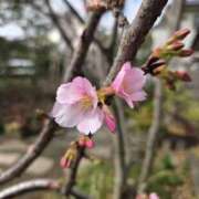 ヒメ日記 2026/03/16 14:30 投稿 こう 奥鉄オクテツ東京店（デリヘル市場）