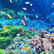 高島くるみ あしたしゅっきん ウルトラプラチナム