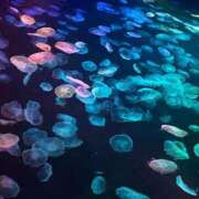 るか 実は今。。 鹿児島ちゃんこ 薩摩川内店