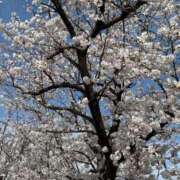 ヒメ日記 2025/04/02 11:10 投稿 片野（かたの） 熟女の風俗最終章 名古屋店