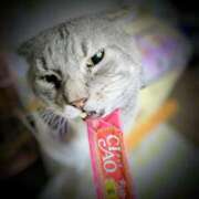 ヒメ日記 2025/05/06 18:07 投稿 後藤まりあ アラフォーna奥様 アラフィフna奥様（埼玉ハレ系）