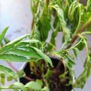 ヒメ日記 2025/06/18 18:05 投稿 後藤まりあ アラフォーna奥様 アラフィフna奥様（埼玉ハレ系）