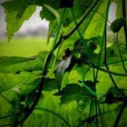 ヒメ日記 2025/08/19 11:34 投稿 後藤まりあ アラフォーna奥様 アラフィフna奥様（埼玉ハレ系）