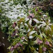 ヒメ日記 2025/03/19 12:03 投稿 多岐川 熟女の風俗最終章 新横浜店