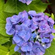 ヒメ日記 2025/06/19 12:46 投稿 多岐川 熟女の風俗最終章 新横浜店