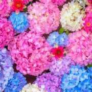 ヒメ日記 2025/07/02 15:36 投稿 多岐川 熟女の風俗最終章 新横浜店