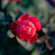 ヒメ日記 2025/03/07 20:21 投稿 結梨(ゆうり) 渋谷蘭の会