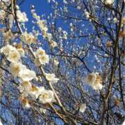 ヒメ日記 2025/04/01 18:05 投稿 結梨(ゆうり) 渋谷蘭の会