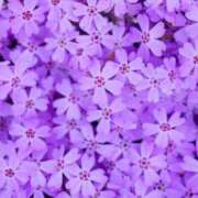 ヒメ日記 2025/04/06 14:21 投稿 結梨(ゆうり) 渋谷蘭の会