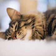 ヒメ日記 2025/05/04 20:21 投稿 結梨(ゆうり) 渋谷蘭の会