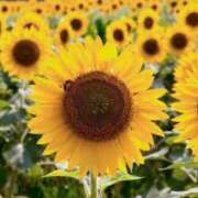 ヒメ日記 2025/05/23 21:28 投稿 結梨(ゆうり) 渋谷蘭の会