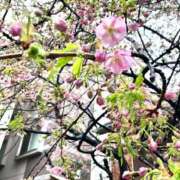 ヒメ日記 2025/03/05 14:01 投稿 結城　ゆうき 三丁目の奥様（東京ハレ系）