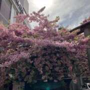 ヒメ日記 2025/03/18 13:52 投稿 結城　ゆうき 三丁目の奥様（東京ハレ系）