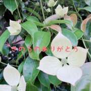 ヒメ日記 2025/06/07 00:27 投稿 板倉かおる 松戸人妻花壇