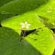 板倉かおる 出勤のお知らせ🌼 松戸人妻花壇