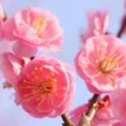 ヒメ日記 2025/03/12 10:13 投稿 りょうか 脱がされたい人妻 厚木店