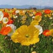 ヒメ日記 2025/07/17 11:15 投稿 りょうか 脱がされたい人妻 厚木店