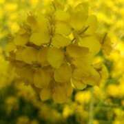 宮本 気持ちいい〜☀️ 熟女待機所 厚木店