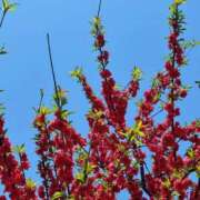 ヒメ日記 2025/04/25 07:01 投稿 みやび コートダジュール