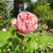 ヒメ日記 2025/05/29 09:59 投稿 みゆ 池袋人妻アデージョ