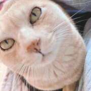 ヒメ日記 2025/11/22 21:30 投稿 みゆ 池袋人妻アデージョ