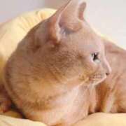 ヒメ日記 2025/11/29 08:19 投稿 みゆ 池袋人妻アデージョ