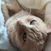 ヒメ日記 2025/12/16 21:49 投稿 みゆ 池袋人妻アデージョ