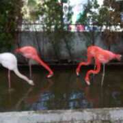 ヒメ日記 2025/02/17 19:55 投稿 こはる先生 女教師