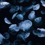 ヒメ日記 2025/03/31 15:07 投稿 るきあ 池袋あられ