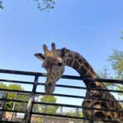 ヒメ日記 2025/05/06 12:53 投稿 小町／こまち 大宮人妻セレブリティ（ユメオト）