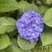 ヒメ日記 2025/06/14 15:11 投稿 小町／こまち 大宮人妻セレブリティ（ユメオト）