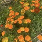 ヒメ日記 2025/06/27 13:34 投稿 小町／こまち 大宮人妻セレブリティ（ユメオト）