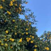 小町／こまち 次回出勤🧣 大宮人妻セレブリティ（ユメオト）