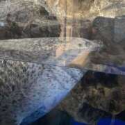 ヒメ日記 2026/03/06 21:00 投稿 小町／こまち 大宮人妻セレブリティ（ユメオト）